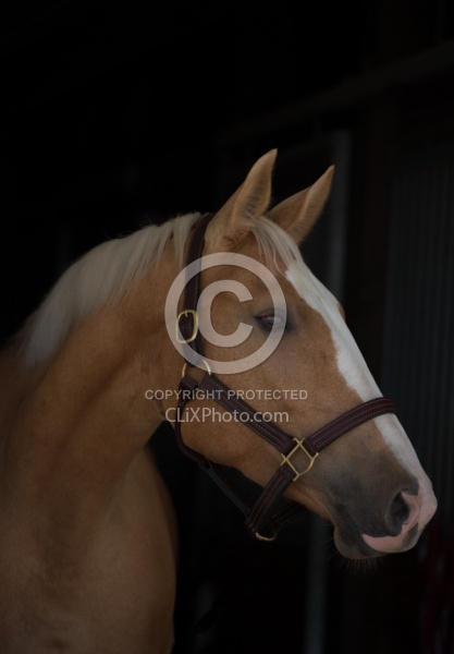 Palomino Portrait
