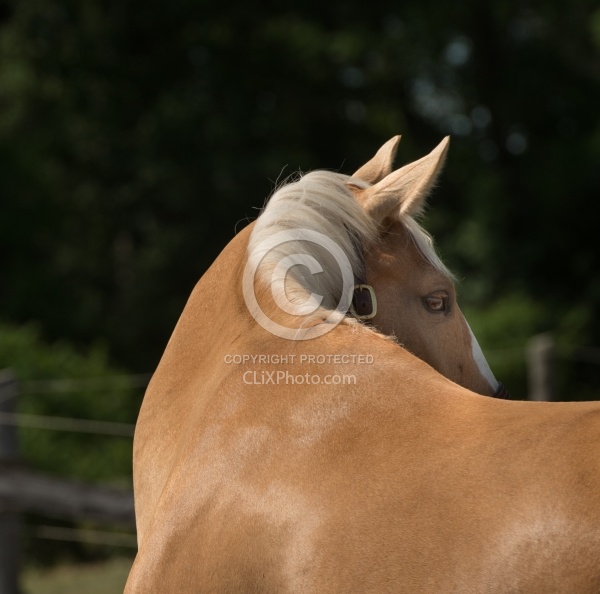 Palomino Portrait