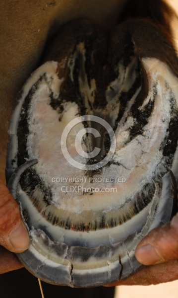 Laminitis Wall and Healthy Wall