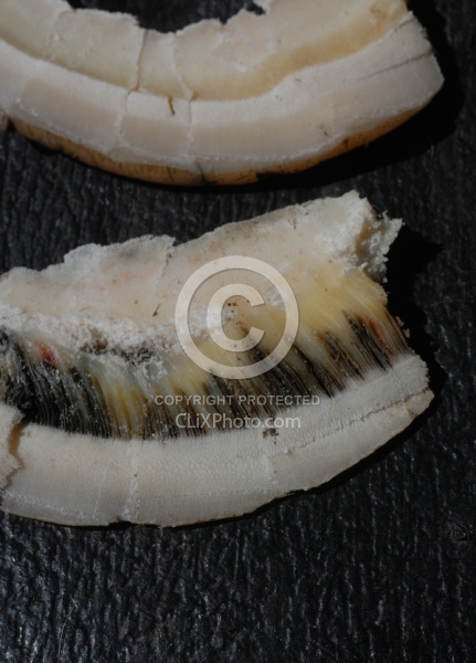 Laminitis Wall and Healthy Wall