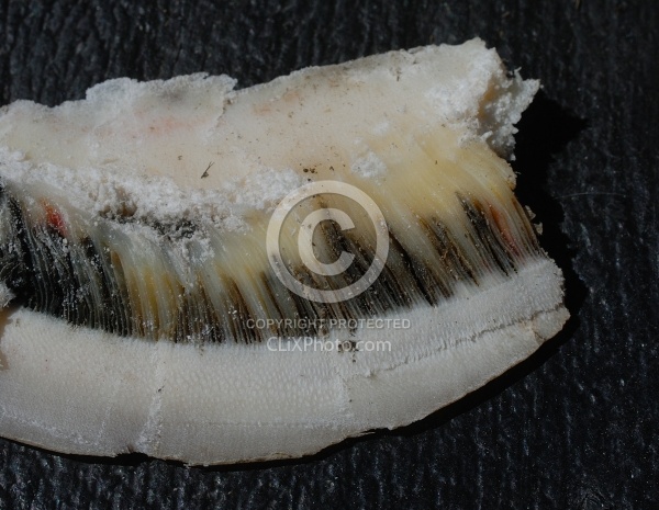 Laminitis Wall and Healthy Wall