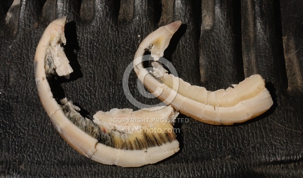 Laminitis Wall and Healthy Wall