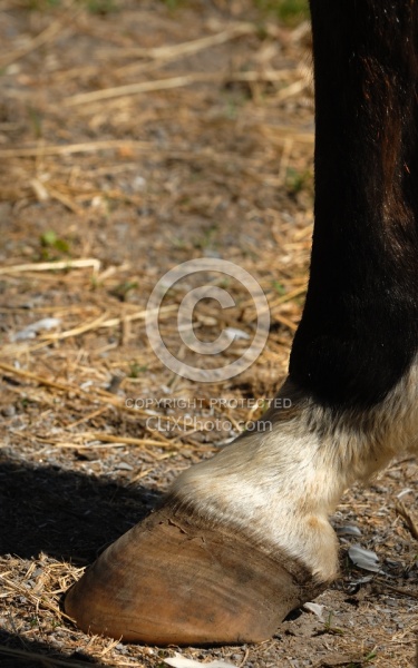 Laminitis