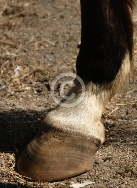 Laminitis