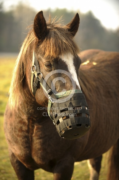 Muzzling Grazing Muzzle