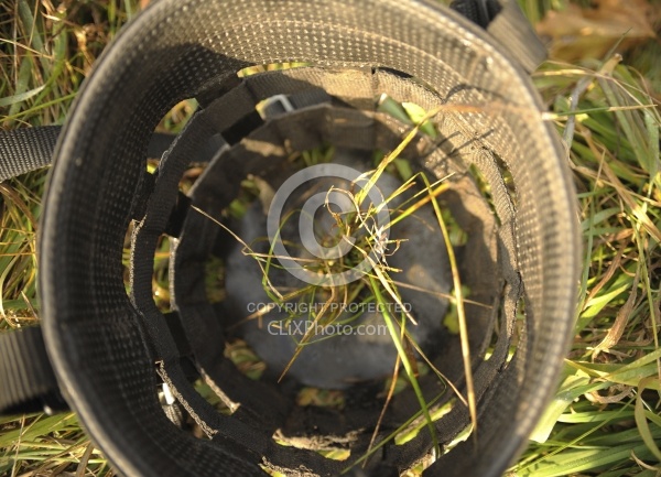 Muzzling Grazing Muzzle