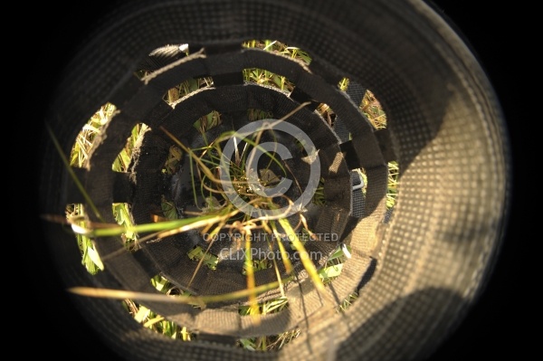 Muzzling Grazing Muzzle