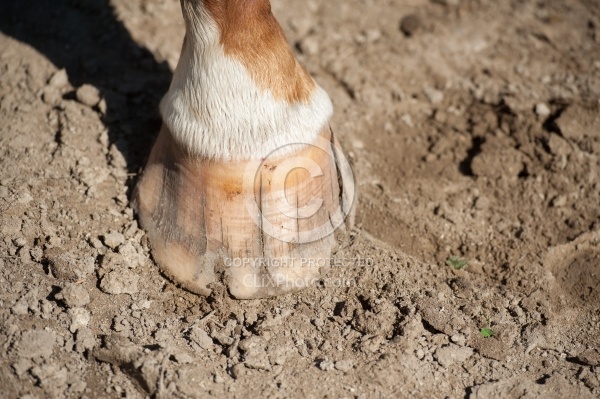 Hoof Cracks