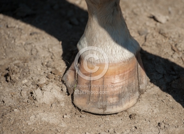 Hoof Cracks