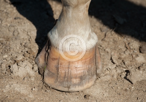 Hoof Cracks