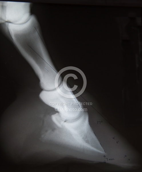 Laminitis Laminitis Xray