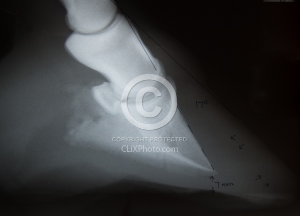 Laminitis, Rotation of the Coffin Bone Laminitis Xray
