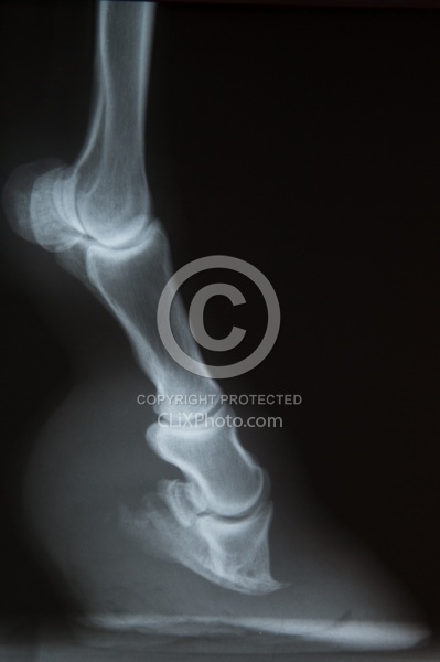 Laminitis, Rotation of the Coffin Bone Laminitis Xray