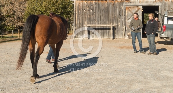 Pre Purchase Vet and Blacksmith