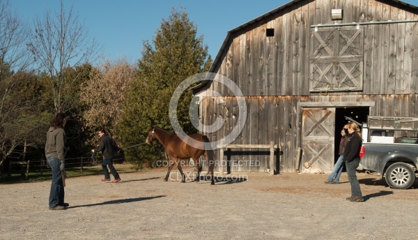 Pre Purchase Vet and Blacksmith