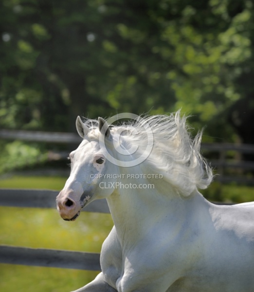Lusitano Stallion Mane Care