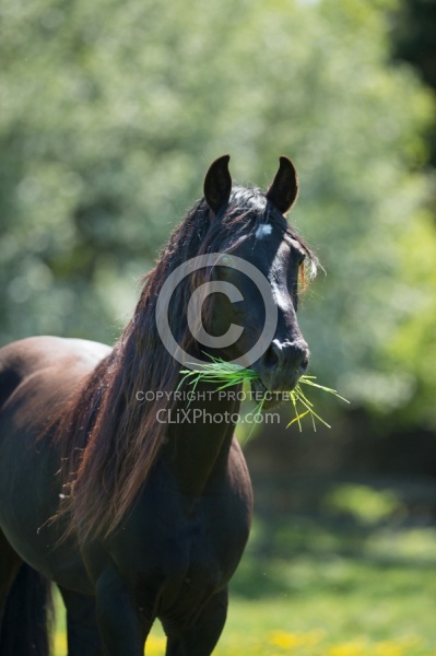 Rocky Mountain Stallion Free Running, Bonnie View Farms, Mane Care