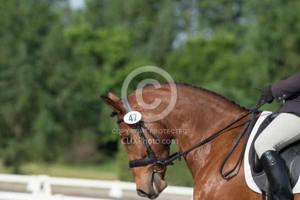 Horse Show General English