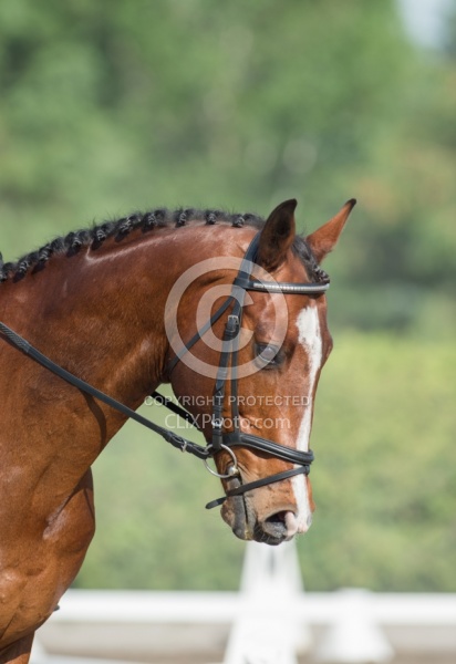 Horse Show General English