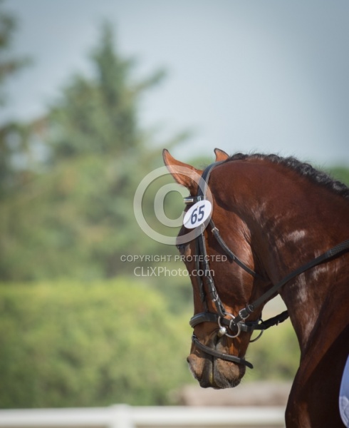 Horse Show General English