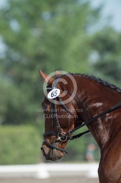 Horse Show General English