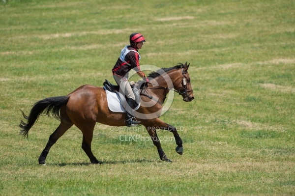 Equine Athlete, Eventing Lower Level