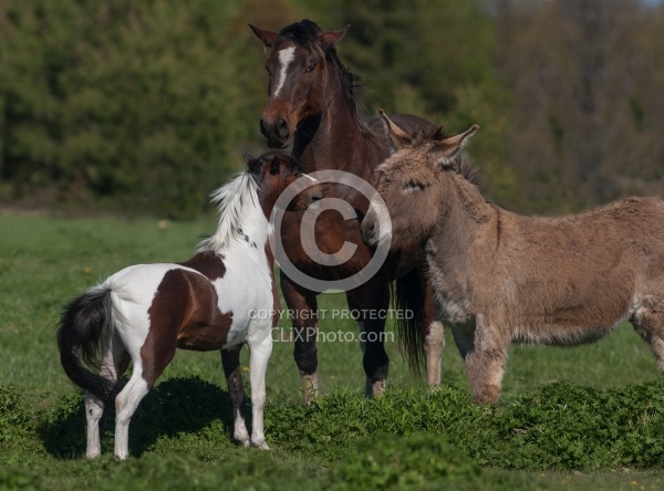 Communicative Gestures