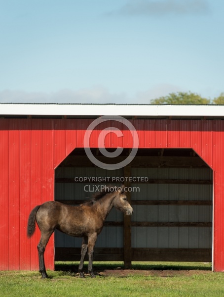 Connemara Filly near Run in, Century Hill s Pearl Run In
