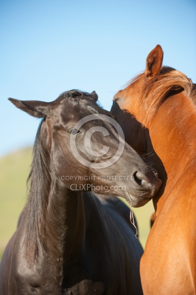 Communicative Gestures