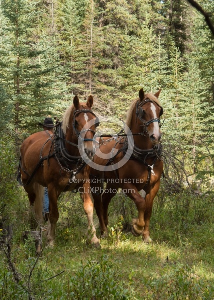 Hauling Firewood to Camp