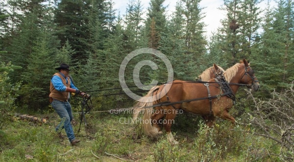 Hauling Firewood to Camp