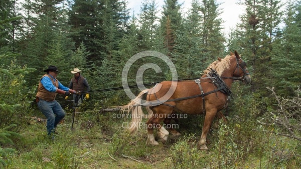 Hauling Firewood to Camp