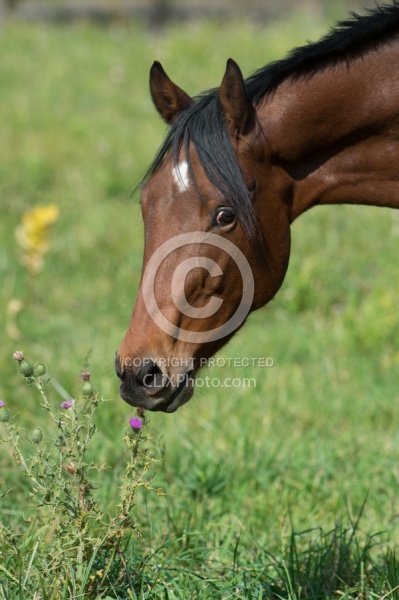Horse Eating Thistle