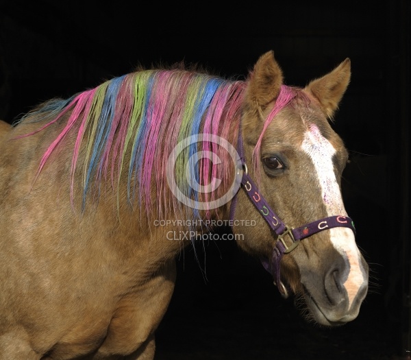 Trinity Bear Fair 2009 Long Mane