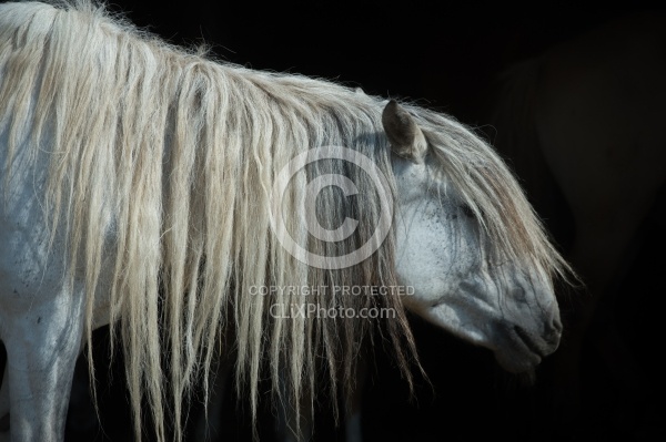 Mongolian Horses Long Mane