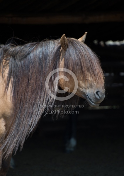 Mongolian Horses Long Mane