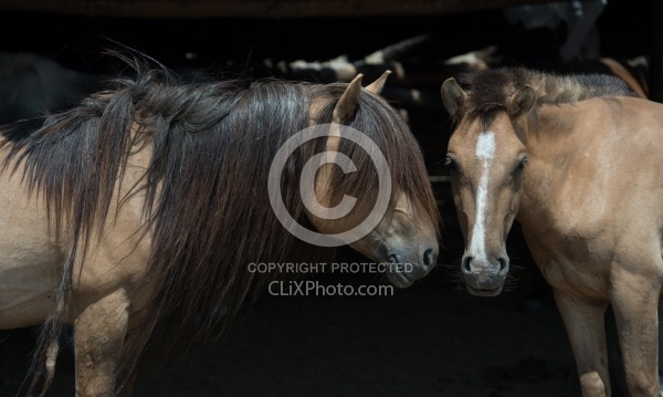 Mongolian Horses Long Mane