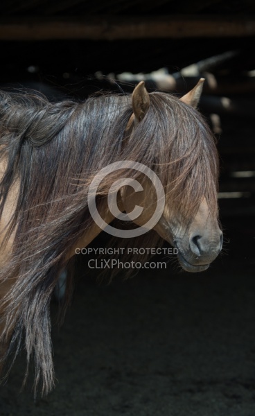 Mongolian Horses Long Mane