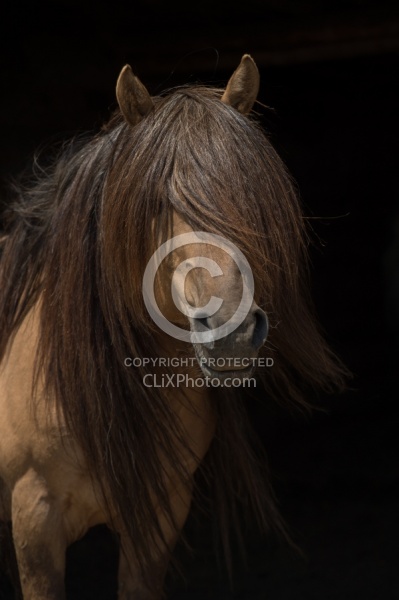 Mongolian Horses Long Mane