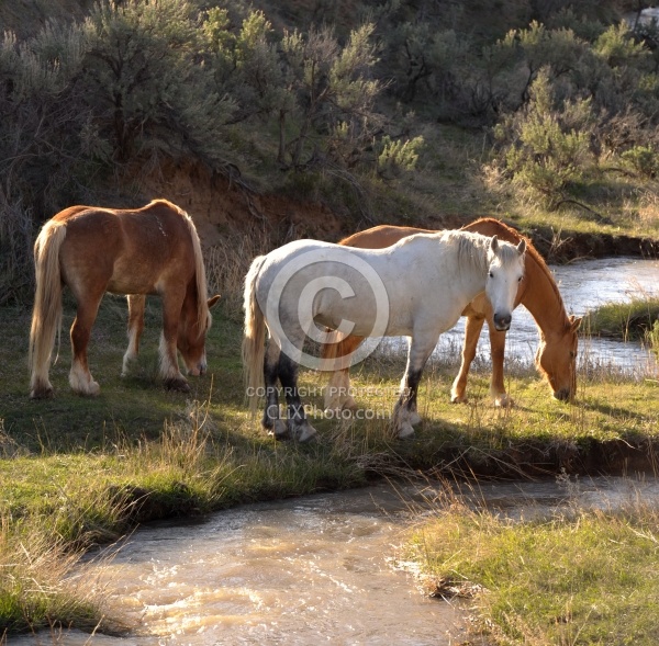 Grazing Horses by River Herd Grazing