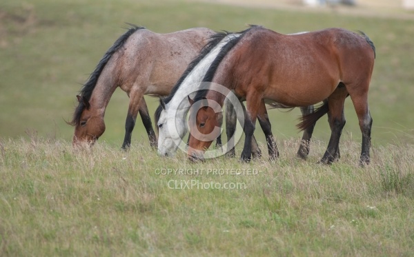 Nokota Horses Herd Grazing