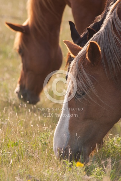 Herd Grazing Herd Grazing
