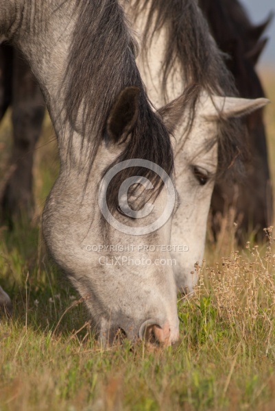 Herd Grazing Herd Grazing