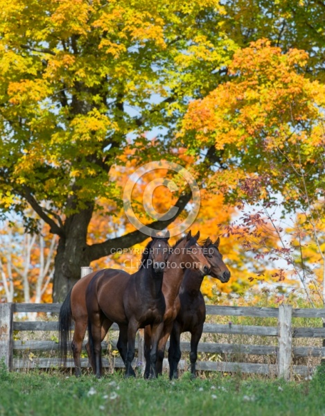 Appendix Quarter Horses in Fall Foliage Domestic Herd
