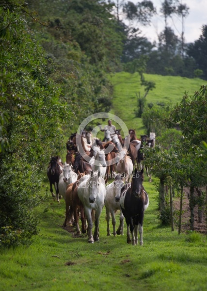 Rodrigo Bringing in the Herd