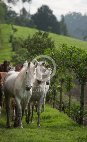 Rodrigo Bringing in the Herd
