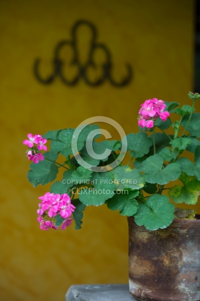 Geranium Plant at Hacianda