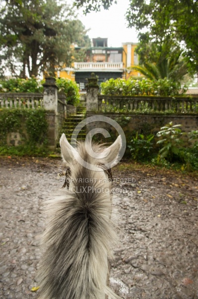 Riding at Hacienda La Alegria