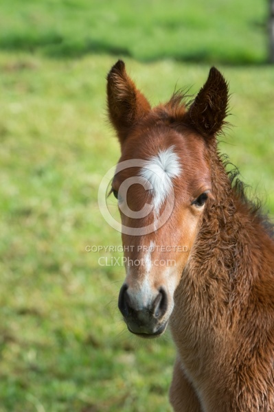Foal at Hacienda La Alegria
