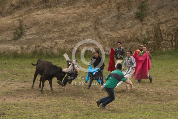 Teasing a Bull at The Local Rodeo